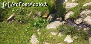 [P06] Cabana Poiana Izvoarelor, Masivul Bucegi - oferta de băuturi » foto by Mioritik
 - 
<span class="allrVoted glyphicon glyphicon-heart hidden" id="av1239971"></span>
<a class="m-l-10 hidden" id="sv1239971" onclick="voting_Foto_DelVot(,1239971,4076)" role="button">șterge vot <span class="glyphicon glyphicon-remove"></span></a>
<a id="v91239971" class=" c-red"  onclick="voting_Foto_SetVot(1239971)" role="button"><span class="glyphicon glyphicon-heart-empty"></span> <b>LIKE</b> = Votează poza</a> <img class="hidden"  id="f1239971W9" src="/imagini/loader.gif" border="0" /><span class="AjErrMes hidden" id="e1239971ErM"></span>