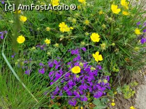 [P16] Alte floricele din Munții Bucegi. » foto by Floryn81
 - 
<span class="allrVoted glyphicon glyphicon-heart hidden" id="av1172894"></span>
<a class="m-l-10 hidden" id="sv1172894" onclick="voting_Foto_DelVot(,1172894,4076)" role="button">șterge vot <span class="glyphicon glyphicon-remove"></span></a>
<a id="v91172894" class=" c-red"  onclick="voting_Foto_SetVot(1172894)" role="button"><span class="glyphicon glyphicon-heart-empty"></span> <b>LIKE</b> = Votează poza</a> <img class="hidden"  id="f1172894W9" src="/imagini/loader.gif" border="0" /><span class="AjErrMes hidden" id="e1172894ErM"></span>