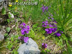 [P23] Drumeție la Obârșia Ialomiței printr-o mare de flori. » foto by Floryn81
 - 
<span class="allrVoted glyphicon glyphicon-heart hidden" id="av1172901"></span>
<a class="m-l-10 hidden" id="sv1172901" onclick="voting_Foto_DelVot(,1172901,4076)" role="button">șterge vot <span class="glyphicon glyphicon-remove"></span></a>
<a id="v91172901" class=" c-red"  onclick="voting_Foto_SetVot(1172901)" role="button"><span class="glyphicon glyphicon-heart-empty"></span> <b>LIKE</b> = Votează poza</a> <img class="hidden"  id="f1172901W9" src="/imagini/loader.gif" border="0" /><span class="AjErrMes hidden" id="e1172901ErM"></span>