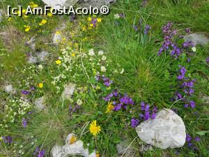 [P26] Floricele din Munții Bucegi. » foto by Floryn81
 - 
<span class="allrVoted glyphicon glyphicon-heart hidden" id="av1172904"></span>
<a class="m-l-10 hidden" id="sv1172904" onclick="voting_Foto_DelVot(,1172904,4076)" role="button">șterge vot <span class="glyphicon glyphicon-remove"></span></a>
<a id="v91172904" class=" c-red"  onclick="voting_Foto_SetVot(1172904)" role="button"><span class="glyphicon glyphicon-heart-empty"></span> <b>LIKE</b> = Votează poza</a> <img class="hidden"  id="f1172904W9" src="/imagini/loader.gif" border="0" /><span class="AjErrMes hidden" id="e1172904ErM"></span>