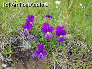 [P35] Alte floricele de pe traseu. » foto by Floryn81
 - 
<span class="allrVoted glyphicon glyphicon-heart hidden" id="av1172913"></span>
<a class="m-l-10 hidden" id="sv1172913" onclick="voting_Foto_DelVot(,1172913,4076)" role="button">șterge vot <span class="glyphicon glyphicon-remove"></span></a>
<a id="v91172913" class=" c-red"  onclick="voting_Foto_SetVot(1172913)" role="button"><span class="glyphicon glyphicon-heart-empty"></span> <b>LIKE</b> = Votează poza</a> <img class="hidden"  id="f1172913W9" src="/imagini/loader.gif" border="0" /><span class="AjErrMes hidden" id="e1172913ErM"></span>