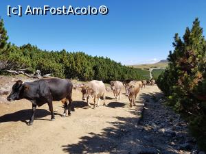 [P49] Ne-am întâlnit cu niște văcuțe în apropiere de cabana Piatra Arsă.  » foto by Floryn81
 - 
<span class="allrVoted glyphicon glyphicon-heart hidden" id="av1027393"></span>
<a class="m-l-10 hidden" id="sv1027393" onclick="voting_Foto_DelVot(,1027393,4076)" role="button">șterge vot <span class="glyphicon glyphicon-remove"></span></a>
<a id="v91027393" class=" c-red"  onclick="voting_Foto_SetVot(1027393)" role="button"><span class="glyphicon glyphicon-heart-empty"></span> <b>LIKE</b> = Votează poza</a> <img class="hidden"  id="f1027393W9" src="/imagini/loader.gif" border="0" /><span class="AjErrMes hidden" id="e1027393ErM"></span>