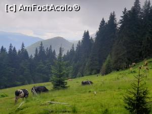 [P17] frumoasă-i viața sus în munți » foto by robert
 - 
<span class="allrVoted glyphicon glyphicon-heart hidden" id="av1169732"></span>
<a class="m-l-10 hidden" id="sv1169732" onclick="voting_Foto_DelVot(,1169732,4076)" role="button">șterge vot <span class="glyphicon glyphicon-remove"></span></a>
<a id="v91169732" class=" c-red"  onclick="voting_Foto_SetVot(1169732)" role="button"><span class="glyphicon glyphicon-heart-empty"></span> <b>LIKE</b> = Votează poza</a> <img class="hidden"  id="f1169732W9" src="/imagini/loader.gif" border="0" /><span class="AjErrMes hidden" id="e1169732ErM"></span>