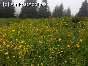 [P35] frumoasă-i viața sus în munți » foto by robert
 - 
<span class="allrVoted glyphicon glyphicon-heart hidden" id="av1169750"></span>
<a class="m-l-10 hidden" id="sv1169750" onclick="voting_Foto_DelVot(,1169750,4076)" role="button">șterge vot <span class="glyphicon glyphicon-remove"></span></a>
<a id="v91169750" class=" c-red"  onclick="voting_Foto_SetVot(1169750)" role="button"><span class="glyphicon glyphicon-heart-empty"></span> <b>LIKE</b> = Votează poza</a> <img class="hidden"  id="f1169750W9" src="/imagini/loader.gif" border="0" /><span class="AjErrMes hidden" id="e1169750ErM"></span>
