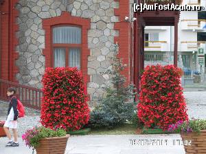 [P24] Flori » foto by ungureanica
 - 
<span class="allrVoted glyphicon glyphicon-heart hidden" id="av571186"></span>
<a class="m-l-10 hidden" id="sv571186" onclick="voting_Foto_DelVot(,571186,4076)" role="button">șterge vot <span class="glyphicon glyphicon-remove"></span></a>
<a id="v9571186" class=" c-red"  onclick="voting_Foto_SetVot(571186)" role="button"><span class="glyphicon glyphicon-heart-empty"></span> <b>LIKE</b> = Votează poza</a> <img class="hidden"  id="f571186W9" src="/imagini/loader.gif" border="0" /><span class="AjErrMes hidden" id="e571186ErM"></span>