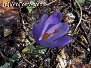 [P25] Floricele de primăvară » foto by Mika
 - 
<span class="allrVoted glyphicon glyphicon-heart hidden" id="av1420808"></span>
<a class="m-l-10 hidden" id="sv1420808" onclick="voting_Foto_DelVot(,1420808,4076)" role="button">șterge vot <span class="glyphicon glyphicon-remove"></span></a>
<a id="v91420808" class=" c-red"  onclick="voting_Foto_SetVot(1420808)" role="button"><span class="glyphicon glyphicon-heart-empty"></span> <b>LIKE</b> = Votează poza</a> <img class="hidden"  id="f1420808W9" src="/imagini/loader.gif" border="0" /><span class="AjErrMes hidden" id="e1420808ErM"></span>