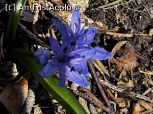 [P26] Floricele de primăvară » foto by Mika
 - 
<span class="allrVoted glyphicon glyphicon-heart hidden" id="av1420809"></span>
<a class="m-l-10 hidden" id="sv1420809" onclick="voting_Foto_DelVot(,1420809,4076)" role="button">șterge vot <span class="glyphicon glyphicon-remove"></span></a>
<a id="v91420809" class=" c-red"  onclick="voting_Foto_SetVot(1420809)" role="button"><span class="glyphicon glyphicon-heart-empty"></span> <b>LIKE</b> = Votează poza</a> <img class="hidden"  id="f1420809W9" src="/imagini/loader.gif" border="0" /><span class="AjErrMes hidden" id="e1420809ErM"></span>