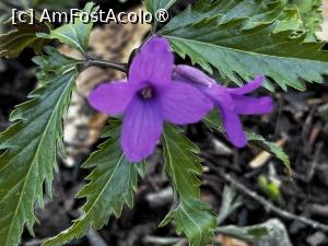 [P27] Floricele de primăvară » foto by Mika
 - 
<span class="allrVoted glyphicon glyphicon-heart hidden" id="av1420810"></span>
<a class="m-l-10 hidden" id="sv1420810" onclick="voting_Foto_DelVot(,1420810,4076)" role="button">șterge vot <span class="glyphicon glyphicon-remove"></span></a>
<a id="v91420810" class=" c-red"  onclick="voting_Foto_SetVot(1420810)" role="button"><span class="glyphicon glyphicon-heart-empty"></span> <b>LIKE</b> = Votează poza</a> <img class="hidden"  id="f1420810W9" src="/imagini/loader.gif" border="0" /><span class="AjErrMes hidden" id="e1420810ErM"></span>