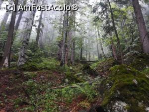 [P30] Se ridica ceața din pădure sporindu-i misterul » foto by Mika
 - 
<span class="allrVoted glyphicon glyphicon-heart hidden" id="av1167603"></span>
<a class="m-l-10 hidden" id="sv1167603" onclick="voting_Foto_DelVot(,1167603,4076)" role="button">șterge vot <span class="glyphicon glyphicon-remove"></span></a>
<a id="v91167603" class=" c-red"  onclick="voting_Foto_SetVot(1167603)" role="button"><span class="glyphicon glyphicon-heart-empty"></span> <b>LIKE</b> = Votează poza</a> <img class="hidden"  id="f1167603W9" src="/imagini/loader.gif" border="0" /><span class="AjErrMes hidden" id="e1167603ErM"></span>
