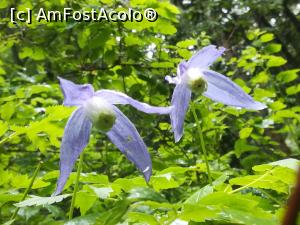 [P38] Floricele de munte » foto by Mika
 - 
<span class="allrVoted glyphicon glyphicon-heart hidden" id="av1167611"></span>
<a class="m-l-10 hidden" id="sv1167611" onclick="voting_Foto_DelVot(,1167611,4076)" role="button">șterge vot <span class="glyphicon glyphicon-remove"></span></a>
<a id="v91167611" class=" c-red"  onclick="voting_Foto_SetVot(1167611)" role="button"><span class="glyphicon glyphicon-heart-empty"></span> <b>LIKE</b> = Votează poza</a> <img class="hidden"  id="f1167611W9" src="/imagini/loader.gif" border="0" /><span class="AjErrMes hidden" id="e1167611ErM"></span>