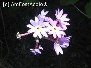 [P57] Floricică de munte » foto by Mika
 - 
<span class="allrVoted glyphicon glyphicon-heart hidden" id="av1167630"></span>
<a class="m-l-10 hidden" id="sv1167630" onclick="voting_Foto_DelVot(,1167630,4076)" role="button">șterge vot <span class="glyphicon glyphicon-remove"></span></a>
<a id="v91167630" class=" c-red"  onclick="voting_Foto_SetVot(1167630)" role="button"><span class="glyphicon glyphicon-heart-empty"></span> <b>LIKE</b> = Votează poza</a> <img class="hidden"  id="f1167630W9" src="/imagini/loader.gif" border="0" /><span class="AjErrMes hidden" id="e1167630ErM"></span>