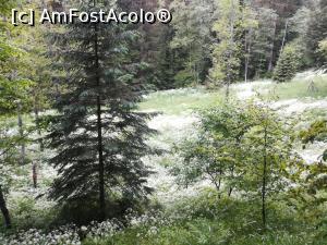 [P06] Am ajuns la o pieniță frumoasă, inainte de cascade » foto by Mika
 - 
<span class="allrVoted glyphicon glyphicon-heart hidden" id="av1167579"></span>
<a class="m-l-10 hidden" id="sv1167579" onclick="voting_Foto_DelVot(,1167579,4076)" role="button">șterge vot <span class="glyphicon glyphicon-remove"></span></a>
<a id="v91167579" class=" c-red"  onclick="voting_Foto_SetVot(1167579)" role="button"><span class="glyphicon glyphicon-heart-empty"></span> <b>LIKE</b> = Votează poza</a> <img class="hidden"  id="f1167579W9" src="/imagini/loader.gif" border="0" /><span class="AjErrMes hidden" id="e1167579ErM"></span>