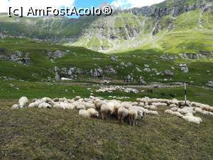 [P44] Am trecut și pe lângă o stână » foto by Mika
 - 
<span class="allrVoted glyphicon glyphicon-heart hidden" id="av1172244"></span>
<a class="m-l-10 hidden" id="sv1172244" onclick="voting_Foto_DelVot(,1172244,4076)" role="button">șterge vot <span class="glyphicon glyphicon-remove"></span></a>
<a id="v91172244" class=" c-red"  onclick="voting_Foto_SetVot(1172244)" role="button"><span class="glyphicon glyphicon-heart-empty"></span> <b>LIKE</b> = Votează poza</a> <img class="hidden"  id="f1172244W9" src="/imagini/loader.gif" border="0" /><span class="AjErrMes hidden" id="e1172244ErM"></span>