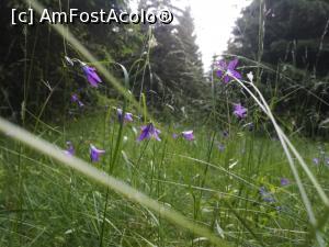 [P51] Floricele de munte » foto by Mika
 - 
<span class="allrVoted glyphicon glyphicon-heart hidden" id="av1172251"></span>
<a class="m-l-10 hidden" id="sv1172251" onclick="voting_Foto_DelVot(,1172251,4076)" role="button">șterge vot <span class="glyphicon glyphicon-remove"></span></a>
<a id="v91172251" class=" c-red"  onclick="voting_Foto_SetVot(1172251)" role="button"><span class="glyphicon glyphicon-heart-empty"></span> <b>LIKE</b> = Votează poza</a> <img class="hidden"  id="f1172251W9" src="/imagini/loader.gif" border="0" /><span class="AjErrMes hidden" id="e1172251ErM"></span>