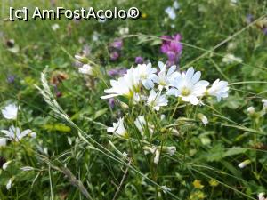 [P53] Alte floricele » foto by Mika
 - 
<span class="allrVoted glyphicon glyphicon-heart hidden" id="av1172253"></span>
<a class="m-l-10 hidden" id="sv1172253" onclick="voting_Foto_DelVot(,1172253,4076)" role="button">șterge vot <span class="glyphicon glyphicon-remove"></span></a>
<a id="v91172253" class=" c-red"  onclick="voting_Foto_SetVot(1172253)" role="button"><span class="glyphicon glyphicon-heart-empty"></span> <b>LIKE</b> = Votează poza</a> <img class="hidden"  id="f1172253W9" src="/imagini/loader.gif" border="0" /><span class="AjErrMes hidden" id="e1172253ErM"></span>