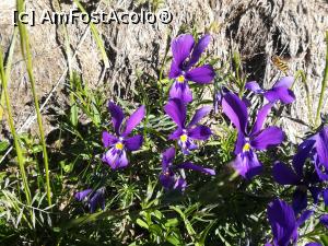 [P58] Floricele de munte » foto by Mika
 - 
<span class="allrVoted glyphicon glyphicon-heart hidden" id="av1172258"></span>
<a class="m-l-10 hidden" id="sv1172258" onclick="voting_Foto_DelVot(,1172258,4076)" role="button">șterge vot <span class="glyphicon glyphicon-remove"></span></a>
<a id="v91172258" class=" c-red"  onclick="voting_Foto_SetVot(1172258)" role="button"><span class="glyphicon glyphicon-heart-empty"></span> <b>LIKE</b> = Votează poza</a> <img class="hidden"  id="f1172258W9" src="/imagini/loader.gif" border="0" /><span class="AjErrMes hidden" id="e1172258ErM"></span>