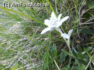 [P60] Delicata Floare de Colț » foto by Mika
 - 
<span class="allrVoted glyphicon glyphicon-heart hidden" id="av1172260"></span>
<a class="m-l-10 hidden" id="sv1172260" onclick="voting_Foto_DelVot(,1172260,4076)" role="button">șterge vot <span class="glyphicon glyphicon-remove"></span></a>
<a id="v91172260" class=" c-red"  onclick="voting_Foto_SetVot(1172260)" role="button"><span class="glyphicon glyphicon-heart-empty"></span> <b>LIKE</b> = Votează poza</a> <img class="hidden"  id="f1172260W9" src="/imagini/loader.gif" border="0" /><span class="AjErrMes hidden" id="e1172260ErM"></span>
