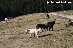 [P03]  -- <small>// FĂRĂ DESCRIERE</small> » foto by CosminZichil
 - 
<span class="allrVoted glyphicon glyphicon-heart hidden" id="av621596"></span>
<a class="m-l-10 hidden" id="sv621596" onclick="voting_Foto_DelVot(,621596,4076)" role="button">șterge vot <span class="glyphicon glyphicon-remove"></span></a>
<a id="v9621596" class=" c-red"  onclick="voting_Foto_SetVot(621596)" role="button"><span class="glyphicon glyphicon-heart-empty"></span> <b>LIKE</b> = Votează poza</a> <img class="hidden"  id="f621596W9" src="/imagini/loader.gif" border="0" /><span class="AjErrMes hidden" id="e621596ErM"></span>