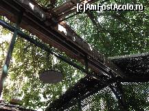 [P22] Coroana- umbrar a dudului! » foto by balasa violeta
 - 
<span class="allrVoted glyphicon glyphicon-heart hidden" id="av331627"></span>
<a class="m-l-10 hidden" id="sv331627" onclick="voting_Foto_DelVot(,331627,4083)" role="button">șterge vot <span class="glyphicon glyphicon-remove"></span></a>
<a id="v9331627" class=" c-red"  onclick="voting_Foto_SetVot(331627)" role="button"><span class="glyphicon glyphicon-heart-empty"></span> <b>LIKE</b> = Votează poza</a> <img class="hidden"  id="f331627W9" src="/imagini/loader.gif" border="0" /><span class="AjErrMes hidden" id="e331627ErM"></span>