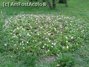 [P15] În locul unor farfurii cu mâncare pe care nici acum n-am fost în stare să le fotografiez... acest rond de floricele, din apropierea restaurantului.  » foto by Aurici
 - 
<span class="allrVoted glyphicon glyphicon-heart hidden" id="av728271"></span>
<a class="m-l-10 hidden" id="sv728271" onclick="voting_Foto_DelVot(,728271,4083)" role="button">șterge vot <span class="glyphicon glyphicon-remove"></span></a>
<a id="v9728271" class=" c-red"  onclick="voting_Foto_SetVot(728271)" role="button"><span class="glyphicon glyphicon-heart-empty"></span> <b>LIKE</b> = Votează poza</a> <img class="hidden"  id="f728271W9" src="/imagini/loader.gif" border="0" /><span class="AjErrMes hidden" id="e728271ErM"></span>