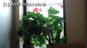 [P17] Flori pe pervazul fereastrei » foto by Mitica49
 - 
<span class="allrVoted glyphicon glyphicon-heart hidden" id="av1068309"></span>
<a class="m-l-10 hidden" id="sv1068309" onclick="voting_Foto_DelVot(,1068309,4083)" role="button">șterge vot <span class="glyphicon glyphicon-remove"></span></a>
<a id="v91068309" class=" c-red"  onclick="voting_Foto_SetVot(1068309)" role="button"><span class="glyphicon glyphicon-heart-empty"></span> <b>LIKE</b> = Votează poza</a> <img class="hidden"  id="f1068309W9" src="/imagini/loader.gif" border="0" /><span class="AjErrMes hidden" id="e1068309ErM"></span>