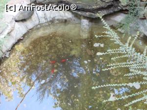 [P04] Peștii roșii din lăcușorul amenajat în curte.  » foto by tata123 🔱
 - 
<span class="allrVoted glyphicon glyphicon-heart hidden" id="av801409"></span>
<a class="m-l-10 hidden" id="sv801409" onclick="voting_Foto_DelVot(,801409,4083)" role="button">șterge vot <span class="glyphicon glyphicon-remove"></span></a>
<a id="v9801409" class=" c-red"  onclick="voting_Foto_SetVot(801409)" role="button"><span class="glyphicon glyphicon-heart-empty"></span> <b>LIKE</b> = Votează poza</a> <img class="hidden"  id="f801409W9" src="/imagini/loader.gif" border="0" /><span class="AjErrMes hidden" id="e801409ErM"></span>