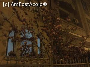 [P30] In drum spre casa admiram magnoliile inflorite.  » foto by ADY57
 - 
<span class="allrVoted glyphicon glyphicon-heart hidden" id="av1060502"></span>
<a class="m-l-10 hidden" id="sv1060502" onclick="voting_Foto_DelVot(,1060502,4083)" role="button">șterge vot <span class="glyphicon glyphicon-remove"></span></a>
<a id="v91060502" class=" c-red"  onclick="voting_Foto_SetVot(1060502)" role="button"><span class="glyphicon glyphicon-heart-empty"></span> <b>LIKE</b> = Votează poza</a> <img class="hidden"  id="f1060502W9" src="/imagini/loader.gif" border="0" /><span class="AjErrMes hidden" id="e1060502ErM"></span>