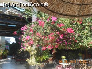 [P12] Flori în resort » foto by Rodel
 - 
<span class="allrVoted glyphicon glyphicon-heart hidden" id="av798561"></span>
<a class="m-l-10 hidden" id="sv798561" onclick="voting_Foto_DelVot(,798561,4159)" role="button">șterge vot <span class="glyphicon glyphicon-remove"></span></a>
<a id="v9798561" class=" c-red"  onclick="voting_Foto_SetVot(798561)" role="button"><span class="glyphicon glyphicon-heart-empty"></span> <b>LIKE</b> = Votează poza</a> <img class="hidden"  id="f798561W9" src="/imagini/loader.gif" border="0" /><span class="AjErrMes hidden" id="e798561ErM"></span>