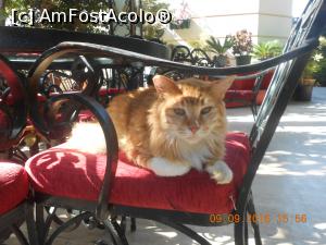 [P19] Multe pisici, dar acest motan era deosebit și nu se amesteca printre celelalte feline.  » foto by Rodel
 - 
<span class="allrVoted glyphicon glyphicon-heart hidden" id="av798572"></span>
<a class="m-l-10 hidden" id="sv798572" onclick="voting_Foto_DelVot(,798572,4159)" role="button">șterge vot <span class="glyphicon glyphicon-remove"></span></a>
<a id="v9798572" class=" c-red"  onclick="voting_Foto_SetVot(798572)" role="button"><span class="glyphicon glyphicon-heart-empty"></span> <b>LIKE</b> = Votează poza</a> <img class="hidden"  id="f798572W9" src="/imagini/loader.gif" border="0" /><span class="AjErrMes hidden" id="e798572ErM"></span>