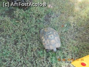 [P24] O broască țestoasă de uscat, mascotă a hotelului.  » foto by Rodel
 - 
<span class="allrVoted glyphicon glyphicon-heart hidden" id="av798579"></span>
<a class="m-l-10 hidden" id="sv798579" onclick="voting_Foto_DelVot(,798579,4159)" role="button">șterge vot <span class="glyphicon glyphicon-remove"></span></a>
<a id="v9798579" class=" c-red"  onclick="voting_Foto_SetVot(798579)" role="button"><span class="glyphicon glyphicon-heart-empty"></span> <b>LIKE</b> = Votează poza</a> <img class="hidden"  id="f798579W9" src="/imagini/loader.gif" border="0" /><span class="AjErrMes hidden" id="e798579ErM"></span>