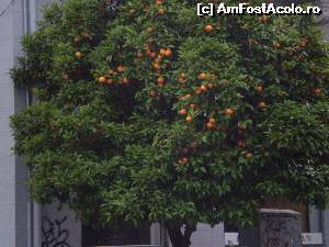 [P20] Portocale în pomii de pe stradă.  » foto by Mihai18*
 - 
<span class="allrVoted glyphicon glyphicon-heart hidden" id="av650644"></span>
<a class="m-l-10 hidden" id="sv650644" onclick="voting_Foto_DelVot(,650644,4165)" role="button">șterge vot <span class="glyphicon glyphicon-remove"></span></a>
<a id="v9650644" class=" c-red"  onclick="voting_Foto_SetVot(650644)" role="button"><span class="glyphicon glyphicon-heart-empty"></span> <b>LIKE</b> = Votează poza</a> <img class="hidden"  id="f650644W9" src="/imagini/loader.gif" border="0" /><span class="AjErrMes hidden" id="e650644ErM"></span>