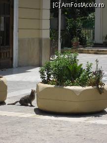 [P17] pisicuta din Salonic.... » foto by sandu.53
 - 
<span class="allrVoted glyphicon glyphicon-heart hidden" id="av111583"></span>
<a class="m-l-10 hidden" id="sv111583" onclick="voting_Foto_DelVot(,111583,4165)" role="button">șterge vot <span class="glyphicon glyphicon-remove"></span></a>
<a id="v9111583" class=" c-red"  onclick="voting_Foto_SetVot(111583)" role="button"><span class="glyphicon glyphicon-heart-empty"></span> <b>LIKE</b> = Votează poza</a> <img class="hidden"  id="f111583W9" src="/imagini/loader.gif" border="0" /><span class="AjErrMes hidden" id="e111583ErM"></span>