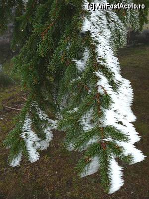 [P20] Deja pe ramurile copacilor începuse să se pună chiciura » foto by Claudiu U.
 - 
<span class="allrVoted glyphicon glyphicon-heart hidden" id="av414631"></span>
<a class="m-l-10 hidden" id="sv414631" onclick="voting_Foto_DelVot(,414631,4190)" role="button">șterge vot <span class="glyphicon glyphicon-remove"></span></a>
<a id="v9414631" class=" c-red"  onclick="voting_Foto_SetVot(414631)" role="button"><span class="glyphicon glyphicon-heart-empty"></span> <b>LIKE</b> = Votează poza</a> <img class="hidden"  id="f414631W9" src="/imagini/loader.gif" border="0" /><span class="AjErrMes hidden" id="e414631ErM"></span>