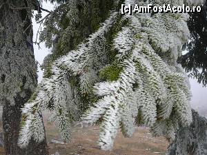 [P23] Chiciura depusă pe ramurile copacilor » foto by Claudiu U.
 - 
<span class="allrVoted glyphicon glyphicon-heart hidden" id="av414634"></span>
<a class="m-l-10 hidden" id="sv414634" onclick="voting_Foto_DelVot(,414634,4190)" role="button">șterge vot <span class="glyphicon glyphicon-remove"></span></a>
<a id="v9414634" class=" c-red"  onclick="voting_Foto_SetVot(414634)" role="button"><span class="glyphicon glyphicon-heart-empty"></span> <b>LIKE</b> = Votează poza</a> <img class="hidden"  id="f414634W9" src="/imagini/loader.gif" border="0" /><span class="AjErrMes hidden" id="e414634ErM"></span>