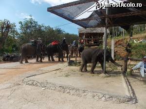 [P14] Tabara de elefanti invita la plimbare » foto by mprofeanu
 - 
<span class="allrVoted glyphicon glyphicon-heart hidden" id="av613906"></span>
<a class="m-l-10 hidden" id="sv613906" onclick="voting_Foto_DelVot(,613906,4203)" role="button">șterge vot <span class="glyphicon glyphicon-remove"></span></a>
<a id="v9613906" class=" c-red"  onclick="voting_Foto_SetVot(613906)" role="button"><span class="glyphicon glyphicon-heart-empty"></span> <b>LIKE</b> = Votează poza</a> <img class="hidden"  id="f613906W9" src="/imagini/loader.gif" border="0" /><span class="AjErrMes hidden" id="e613906ErM"></span>