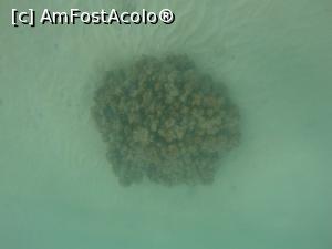 [P42] snorkeling in Phi Phi, not wonderful » foto by aalliinnaa
 - 
<span class="allrVoted glyphicon glyphicon-heart hidden" id="av1138968"></span>
<a class="m-l-10 hidden" id="sv1138968" onclick="voting_Foto_DelVot(,1138968,4203)" role="button">șterge vot <span class="glyphicon glyphicon-remove"></span></a>
<a id="v91138968" class=" c-red"  onclick="voting_Foto_SetVot(1138968)" role="button"><span class="glyphicon glyphicon-heart-empty"></span> <b>LIKE</b> = Votează poza</a> <img class="hidden"  id="f1138968W9" src="/imagini/loader.gif" border="0" /><span class="AjErrMes hidden" id="e1138968ErM"></span>