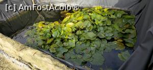 [P51] 51. Îmi iese în cale și un mic bazin cu nuferi. » foto by msnd
 - 
<span class="allrVoted glyphicon glyphicon-heart hidden" id="av1504649"></span>
<a class="m-l-10 hidden" id="sv1504649" onclick="voting_Foto_DelVot(,1504649,4219)" role="button">șterge vot <span class="glyphicon glyphicon-remove"></span></a>
<a id="v91504649" class=" c-red"  onclick="voting_Foto_SetVot(1504649)" role="button"><span class="glyphicon glyphicon-heart-empty"></span> <b>LIKE</b> = Votează poza</a> <img class="hidden"  id="f1504649W9" src="/imagini/loader.gif" border="0" /><span class="AjErrMes hidden" id="e1504649ErM"></span>