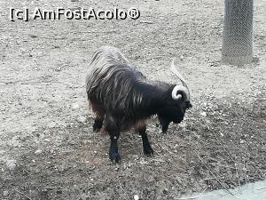 [P08] Zoo Pitesti » foto by ⭐ValentinB_88⭐
 - 
<span class="allrVoted glyphicon glyphicon-heart hidden" id="av1217306"></span>
<a class="m-l-10 hidden" id="sv1217306" onclick="voting_Foto_DelVot(,1217306,4219)" role="button">șterge vot <span class="glyphicon glyphicon-remove"></span></a>
<a id="v91217306" class=" c-red"  onclick="voting_Foto_SetVot(1217306)" role="button"><span class="glyphicon glyphicon-heart-empty"></span> <b>LIKE</b> = Votează poza</a> <img class="hidden"  id="f1217306W9" src="/imagini/loader.gif" border="0" /><span class="AjErrMes hidden" id="e1217306ErM"></span>