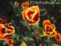 [P153]  -- <small>// FĂRĂ DESCRIERE</small> » foto by cdg_003
 - 
<span class="allrVoted glyphicon glyphicon-heart hidden" id="av55852"></span>
<a class="m-l-10 hidden" id="sv55852" onclick="voting_Foto_DelVot(,55852,4219)" role="button">șterge vot <span class="glyphicon glyphicon-remove"></span></a>
<a id="v955852" class=" c-red"  onclick="voting_Foto_SetVot(55852)" role="button"><span class="glyphicon glyphicon-heart-empty"></span> <b>LIKE</b> = Votează poza</a> <img class="hidden"  id="f55852W9" src="/imagini/loader.gif" border="0" /><span class="AjErrMes hidden" id="e55852ErM"></span>