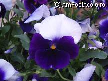 [P157]  -- <small>// FĂRĂ DESCRIERE</small> » foto by cdg_003
 - 
<span class="allrVoted glyphicon glyphicon-heart hidden" id="av55856"></span>
<a class="m-l-10 hidden" id="sv55856" onclick="voting_Foto_DelVot(,55856,4219)" role="button">șterge vot <span class="glyphicon glyphicon-remove"></span></a>
<a id="v955856" class=" c-red"  onclick="voting_Foto_SetVot(55856)" role="button"><span class="glyphicon glyphicon-heart-empty"></span> <b>LIKE</b> = Votează poza</a> <img class="hidden"  id="f55856W9" src="/imagini/loader.gif" border="0" /><span class="AjErrMes hidden" id="e55856ErM"></span>