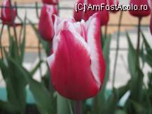 [P160]  -- <small>// FĂRĂ DESCRIERE</small> » foto by cdg_003
 - 
<span class="allrVoted glyphicon glyphicon-heart hidden" id="av55859"></span>
<a class="m-l-10 hidden" id="sv55859" onclick="voting_Foto_DelVot(,55859,4219)" role="button">șterge vot <span class="glyphicon glyphicon-remove"></span></a>
<a id="v955859" class=" c-red"  onclick="voting_Foto_SetVot(55859)" role="button"><span class="glyphicon glyphicon-heart-empty"></span> <b>LIKE</b> = Votează poza</a> <img class="hidden"  id="f55859W9" src="/imagini/loader.gif" border="0" /><span class="AjErrMes hidden" id="e55859ErM"></span>