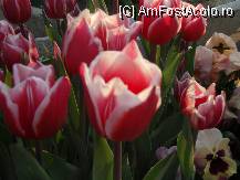 [P171]  -- <small>// FĂRĂ DESCRIERE</small> » foto by cdg_003
 - 
<span class="allrVoted glyphicon glyphicon-heart hidden" id="av55870"></span>
<a class="m-l-10 hidden" id="sv55870" onclick="voting_Foto_DelVot(,55870,4219)" role="button">șterge vot <span class="glyphicon glyphicon-remove"></span></a>
<a id="v955870" class=" c-red"  onclick="voting_Foto_SetVot(55870)" role="button"><span class="glyphicon glyphicon-heart-empty"></span> <b>LIKE</b> = Votează poza</a> <img class="hidden"  id="f55870W9" src="/imagini/loader.gif" border="0" /><span class="AjErrMes hidden" id="e55870ErM"></span>