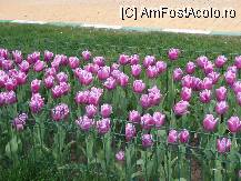 [P173]  -- <small>// FĂRĂ DESCRIERE</small> » foto by cdg_003
 - 
<span class="allrVoted glyphicon glyphicon-heart hidden" id="av55873"></span>
<a class="m-l-10 hidden" id="sv55873" onclick="voting_Foto_DelVot(,55873,4219)" role="button">șterge vot <span class="glyphicon glyphicon-remove"></span></a>
<a id="v955873" class=" c-red"  onclick="voting_Foto_SetVot(55873)" role="button"><span class="glyphicon glyphicon-heart-empty"></span> <b>LIKE</b> = Votează poza</a> <img class="hidden"  id="f55873W9" src="/imagini/loader.gif" border="0" /><span class="AjErrMes hidden" id="e55873ErM"></span>