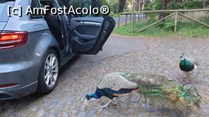 [P33] se cam &icirc;mpăunau » foto by cristian pinte
 - 
<span class="allrVoted glyphicon glyphicon-heart hidden" id="av1203326"></span>
<a class="m-l-10 hidden" id="sv1203326" onclick="voting_Foto_DelVot(,1203326,4289)" role="button">șterge vot <span class="glyphicon glyphicon-remove"></span></a>
<a id="v91203326" class=" c-red"  onclick="voting_Foto_SetVot(1203326)" role="button"><span class="glyphicon glyphicon-heart-empty"></span> <b>LIKE</b> = Votează poza</a> <img class="hidden"  id="f1203326W9" src="/imagini/loader.gif" border="0" /><span class="AjErrMes hidden" id="e1203326ErM"></span>