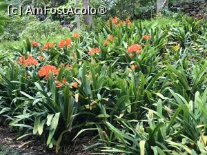 [P17] Grădina botanică din Funchal » foto by nicole33
 - 
<span class="allrVoted glyphicon glyphicon-heart hidden" id="av1497730"></span>
<a class="m-l-10 hidden" id="sv1497730" onclick="voting_Foto_DelVot(,1497730,4289)" role="button">șterge vot <span class="glyphicon glyphicon-remove"></span></a>
<a id="v91497730" class=" c-red"  onclick="voting_Foto_SetVot(1497730)" role="button"><span class="glyphicon glyphicon-heart-empty"></span> <b>LIKE</b> = Votează poza</a> <img class="hidden"  id="f1497730W9" src="/imagini/loader.gif" border="0" /><span class="AjErrMes hidden" id="e1497730ErM"></span>