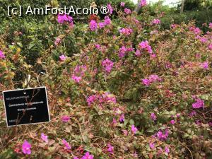 [P19] Grădina botanică din Funchal » foto by nicole33
 - 
<span class="allrVoted glyphicon glyphicon-heart hidden" id="av1497732"></span>
<a class="m-l-10 hidden" id="sv1497732" onclick="voting_Foto_DelVot(,1497732,4289)" role="button">șterge vot <span class="glyphicon glyphicon-remove"></span></a>
<a id="v91497732" class=" c-red"  onclick="voting_Foto_SetVot(1497732)" role="button"><span class="glyphicon glyphicon-heart-empty"></span> <b>LIKE</b> = Votează poza</a> <img class="hidden"  id="f1497732W9" src="/imagini/loader.gif" border="0" /><span class="AjErrMes hidden" id="e1497732ErM"></span>