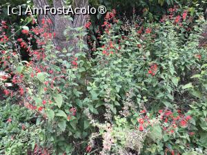 [P20] Grădina botanică din Funchal » foto by nicole33
 - 
<span class="allrVoted glyphicon glyphicon-heart hidden" id="av1497733"></span>
<a class="m-l-10 hidden" id="sv1497733" onclick="voting_Foto_DelVot(,1497733,4289)" role="button">șterge vot <span class="glyphicon glyphicon-remove"></span></a>
<a id="v91497733" class=" c-red"  onclick="voting_Foto_SetVot(1497733)" role="button"><span class="glyphicon glyphicon-heart-empty"></span> <b>LIKE</b> = Votează poza</a> <img class="hidden"  id="f1497733W9" src="/imagini/loader.gif" border="0" /><span class="AjErrMes hidden" id="e1497733ErM"></span>