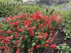 [P26] Grădina botanică din Funchal » foto by nicole33
 - 
<span class="allrVoted glyphicon glyphicon-heart hidden" id="av1497739"></span>
<a class="m-l-10 hidden" id="sv1497739" onclick="voting_Foto_DelVot(,1497739,4289)" role="button">șterge vot <span class="glyphicon glyphicon-remove"></span></a>
<a id="v91497739" class=" c-red"  onclick="voting_Foto_SetVot(1497739)" role="button"><span class="glyphicon glyphicon-heart-empty"></span> <b>LIKE</b> = Votează poza</a> <img class="hidden"  id="f1497739W9" src="/imagini/loader.gif" border="0" /><span class="AjErrMes hidden" id="e1497739ErM"></span>