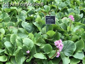 [P27] Grădina botanică din Funchal » foto by nicole33
 - 
<span class="allrVoted glyphicon glyphicon-heart hidden" id="av1497740"></span>
<a class="m-l-10 hidden" id="sv1497740" onclick="voting_Foto_DelVot(,1497740,4289)" role="button">șterge vot <span class="glyphicon glyphicon-remove"></span></a>
<a id="v91497740" class=" c-red"  onclick="voting_Foto_SetVot(1497740)" role="button"><span class="glyphicon glyphicon-heart-empty"></span> <b>LIKE</b> = Votează poza</a> <img class="hidden"  id="f1497740W9" src="/imagini/loader.gif" border="0" /><span class="AjErrMes hidden" id="e1497740ErM"></span>