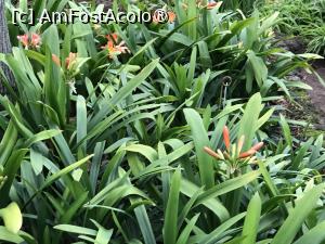 [P33] Grădina botanică din Funchal » foto by nicole33
 - 
<span class="allrVoted glyphicon glyphicon-heart hidden" id="av1497746"></span>
<a class="m-l-10 hidden" id="sv1497746" onclick="voting_Foto_DelVot(,1497746,4289)" role="button">șterge vot <span class="glyphicon glyphicon-remove"></span></a>
<a id="v91497746" class=" c-red"  onclick="voting_Foto_SetVot(1497746)" role="button"><span class="glyphicon glyphicon-heart-empty"></span> <b>LIKE</b> = Votează poza</a> <img class="hidden"  id="f1497746W9" src="/imagini/loader.gif" border="0" /><span class="AjErrMes hidden" id="e1497746ErM"></span>